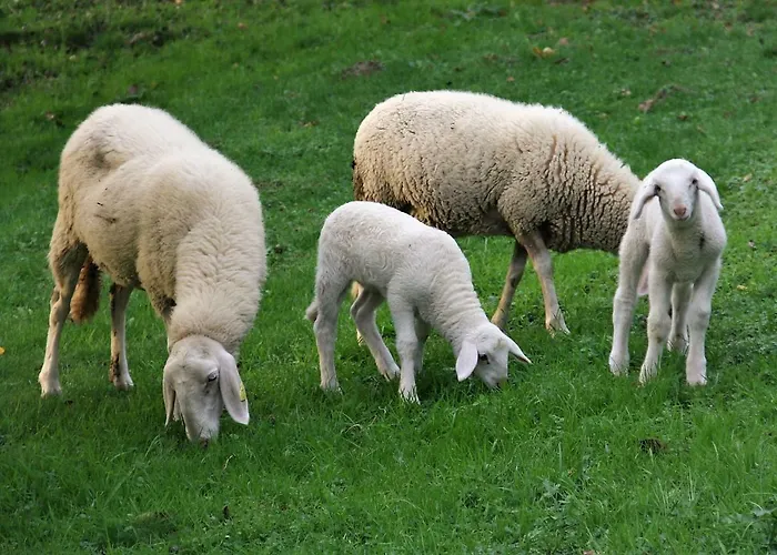 Vakantieboerderij Lavender Hill, Eko & Wellness Polzela